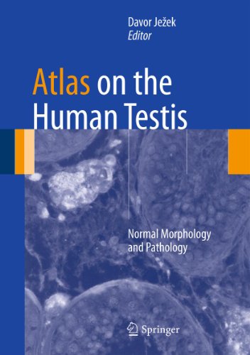 Atlas on the Human Testis: Normal Morphology and Pathology