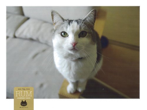Cover image : アメショっす！マニア