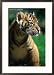 Sumatran Tiger Cub at Taronga Zoo, Sydney, Australia Framed Photographic Poster Print by Dennis Jones, 21x29