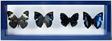 Mounted Blue Butterfly Art Set with Real Framed Butterflies From Peru