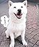 しゃべる犬 カイくんのひとりごと