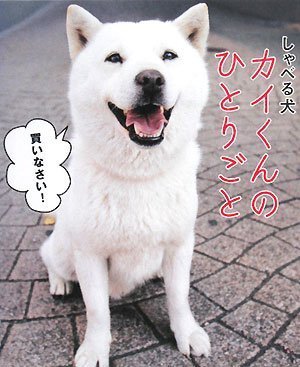 しゃべる犬 カイくんのひとりごと