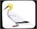 Mouse Pad with gannet, northern, beak, bird, animal