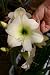 Amaryllis BABY DOLL ®