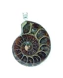 Natural Ammonite Fossil 925 Silver Pendants