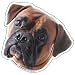 Boxer Magnet
