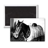Cat called Josser - 3x2 inch Fridge Magnet - large magnetic button - Magnet