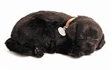PERFECT PETZZZ BLACK LAB