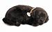 PERFECT PETZZZ BLACK LAB