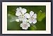 Framed Prints of Hawthorn Tree - flower from Ardea Wildlife Pets