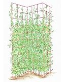 Three Panel Trellis
