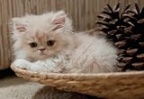 Kitten to Senior Cat Care 101