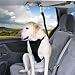 PETCO Premium Zipline Dog Seat Belt