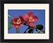 Framed Prints of ME-1241 Japanese flowering quince - flowers from Ardea Wildlife Pets