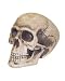 Realistic Foam Skull