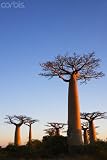 Wallmonkeys Peel and Stick Wall Decals - Baobab Trees - Removable Graphic