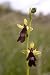 Orchid of Europe - 36