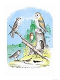 American Lanier Falcon Art Giclee Poster Print by Theodore Jasper, 12x16