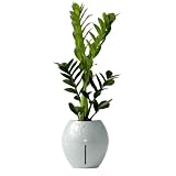 Grobal Self-Watering Pot - Concrete