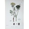 WILD CARROT DAUCUS CAROTA BOTANY PLANTS c1902 COLOUR