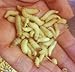 250 Waxworms