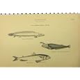c1890 ABDOMINALES FISH PIKE SHEAT-FISH CYCLOPUM PRINT