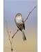 10x8 Photograph (25x20cm) Brewers Sparrow by Ardea
