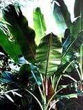 Darjeeling Banane - Musa sikkimensis 5K