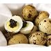 Quail Eggs, 24 eggs ... The finest online.