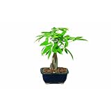 Buy Brussel's Money Tree Bonsai by Brussel's Bonsai