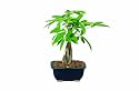 Brussel's Money Tree Bonsai