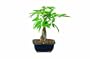 Brussel's Money Tree Bonsai