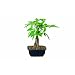 Brussel's Money Tree Bonsai