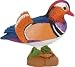 Safari: Mandarin Duck