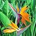 Bird Of Paradise - 5 Seeds