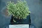Chamaecyparis pisifera `White Pygmy'-- Pot size 4