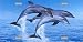 Dolphins License Plates Plates Tag Tags auto vehicle car front