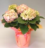 花工房花贈りエーデルワイス フラワーギフト ギフトピンクのアジサイST