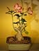 Bonsai Boy's Flowering Desert Rose Bonsai Tree - Small Adenium Obesum
