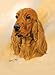 cocker_spaniel6cocker spaniel - Cocker Spaniel Playing Cards Art by Robert May