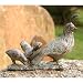 Quail Family