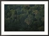 Aerial View of a Rainforest in Suriname, South America Framed Photographic Poster Print by Stephen Alvarez, 35x26