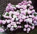 Nikko Blue Hydrangea, Hefty 3 Year Old Plant