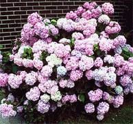 Nikko Blue Hydrangea, Hefty 3 Year Old Plant