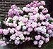 Nikko Blue Hydrangea, Hefty 3 Year Old Plant