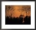 Sunset through trees, by Bohai Sea, Qinhuangdao, Hebei Province National Geographic Collection Framed Art Poster Print by Raymond Gehman, 22x18