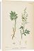 Canvas Prints of Artemisia Absinthium from Mary Evans
