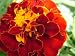 50 RED HEART MARIGOLD Calendula Officinalis Flower Seeds