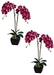 Two 32" Phalaenopsis Orchid Plant in Terra Cotta Pot Orchid