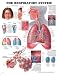 Anatomical Charts - Respiratory System . Flexible lamination with metal eyelets in each top corner for convenient wall hanging. . Markable (write-on/write-off surface). . Available size: 20&rdquo;W x 26&rdquo;H.